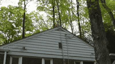 Squirrel Sitting On White House GIF