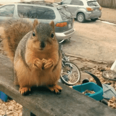 Squirrel Sitting On Wooden Railing With Cars GIF