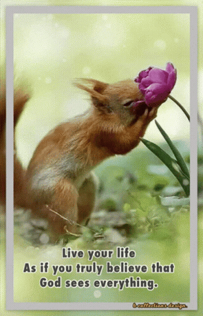 Squirrel Smelling Flower Quote About God GIF