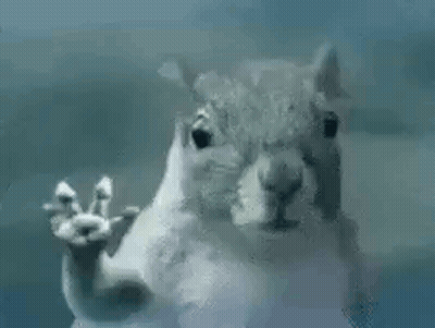 Squirrel Standing At Glass Door Waving GIF