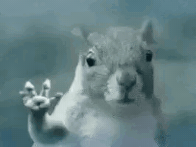 Squirrel Standing at Glass Door With Paws Up