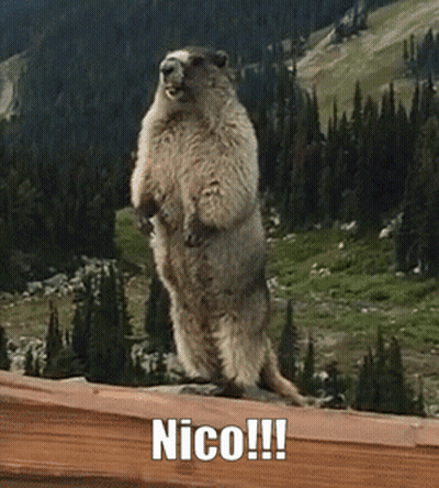 Squirrel Standing In Front Of Group Saying Material Squirrel GIF