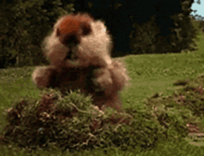 Squirrel Standing In Grass Eating GIF