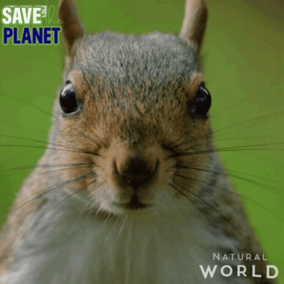 Squirrel Standing In Grass Saying Save The Planet Natural World GIF