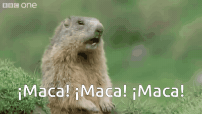 Squirrel Standing In Grass Says Maca GIF