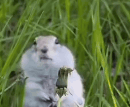 Squirrel Standing In Grass With Dandelion GIF