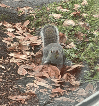Squirrel Standing In Leaves GIF