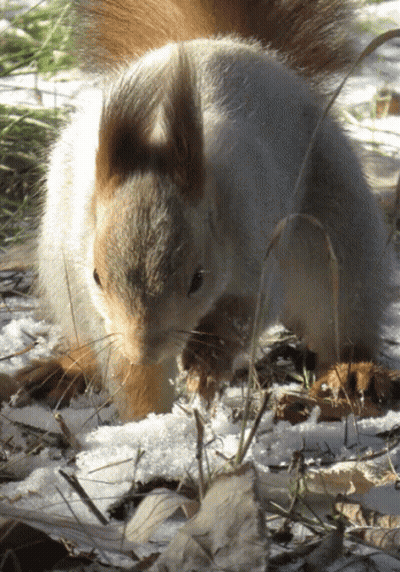 Squirrel Standing In Snow Looking At Something GIF