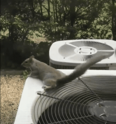 Squirrel Standing On Air Conditioner With Tail Hanging Over GIF