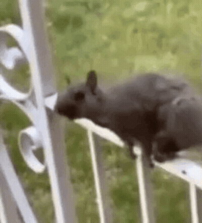 Squirrel Standing On Balcony Railing GIF