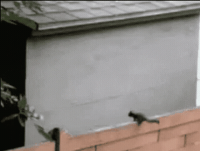 Squirrel Standing On Brick Wall Next To Building GIF