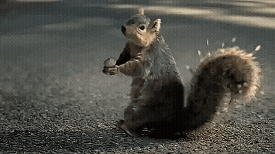 Squirrel Standing On Hind Legs Holding Nut GIF