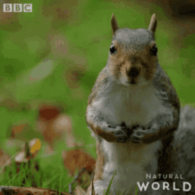 Squirrel Standing On Hind Legs In Grass GIF