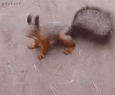 Squirrel Standing On Hind Legs On Dirt GIF