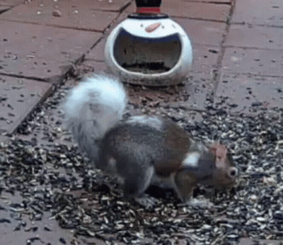 Squirrel Standing On Pile Of Seeds Next To Bird Feeder GIF
