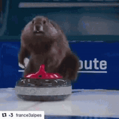 Squirrel Standing On Red Curling Stone GIF