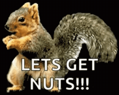 Squirrel Standing With Lets Get Nuts GIF
