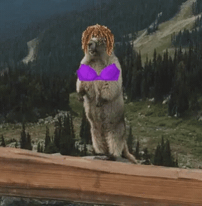 Squirrel Wearing Bra Saying Katie GIF
