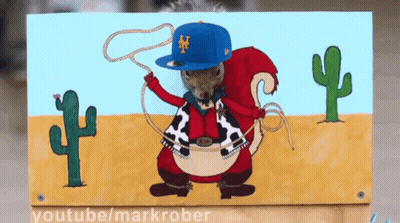 Squirrel Wearing New York Mets Baseball Cap GIF
