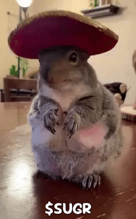 Squirrel Wearing Sombrero GIF
