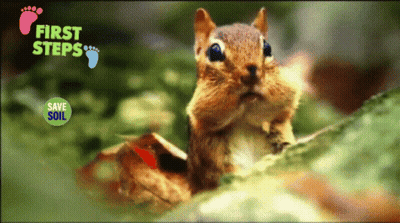 Squirrel With First Steps GIF