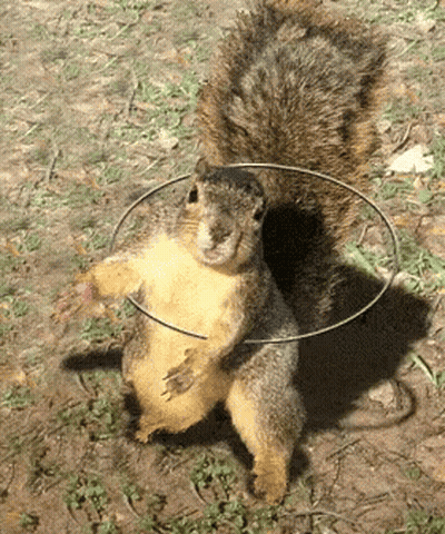 Squirrel With Hoop Around Neck GIF