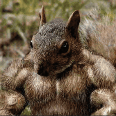 Squirrel GIFs