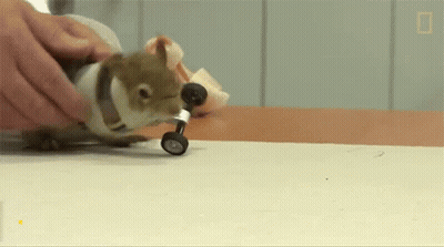 Squirrel With Wheels On Legs GIF