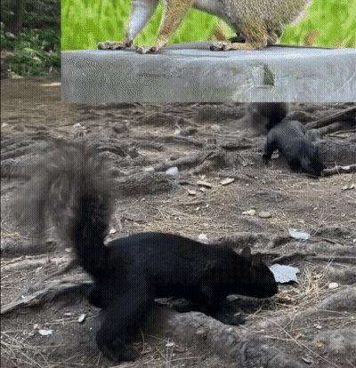 Squirrels Standing On Ledge GIF