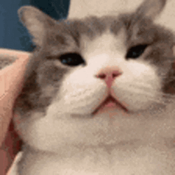 Squish Cat Face GIF