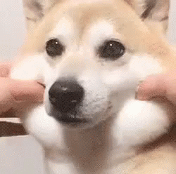 Squishy Dog Face Pulls GIF