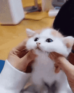 Squishy Face Baby Cat GIF