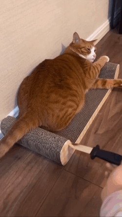 Stab Stabby Cat GIF