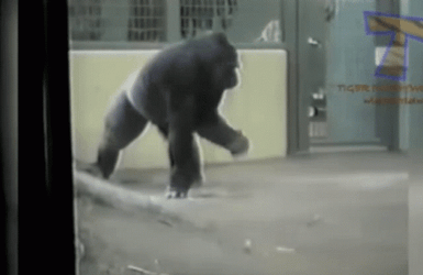 Stabilize Spinning Gorilla Dancing GIF