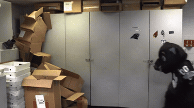 Stack Of Cardboard Boxes With Carolina Panthers Mascot GIF