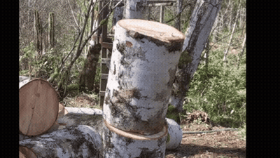 Stacked Logs In Woods GIF