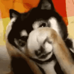 Stahp Cute Shy Shiba Inu GIF