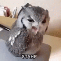 Stahp Grumpy Owl Bird GIF