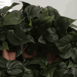 Stalker Camouflage Ryan Higa GIF