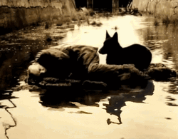 Stalker Film Andrei Tarkovsky GIF