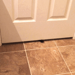 Stalker Pet Cat Wants To Come In GIF