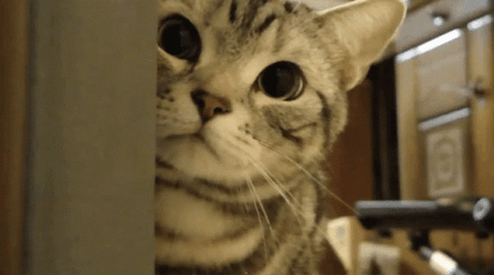 Stalking Cute Gray Cat Longing Stare GIF