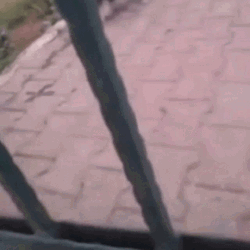 Stan Dog Barking Meme GIF