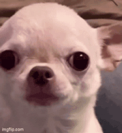Stan Twt Evil Chihuahua GIF