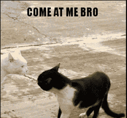 Standing Cat Come At Me Bro