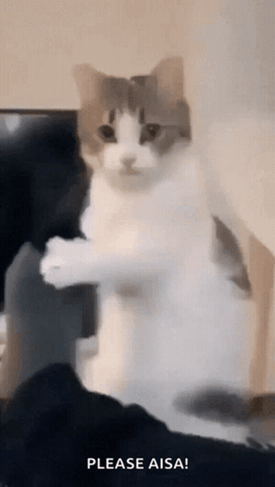 Standing Cat Looking At Something GIF