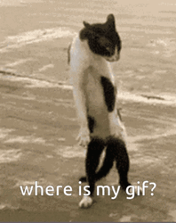 Standing Cat Where  GIF