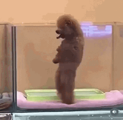 Standing Cute Dog Dancing GIF