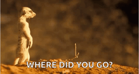 Standing Ground Squirrel Where  GIF