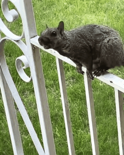 Standing On The Gate Squirrel Meme  GIF